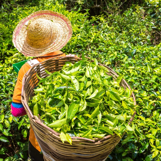 Worker harvesting tea leaves in lush green fields symbolizing sustainability and tradition
