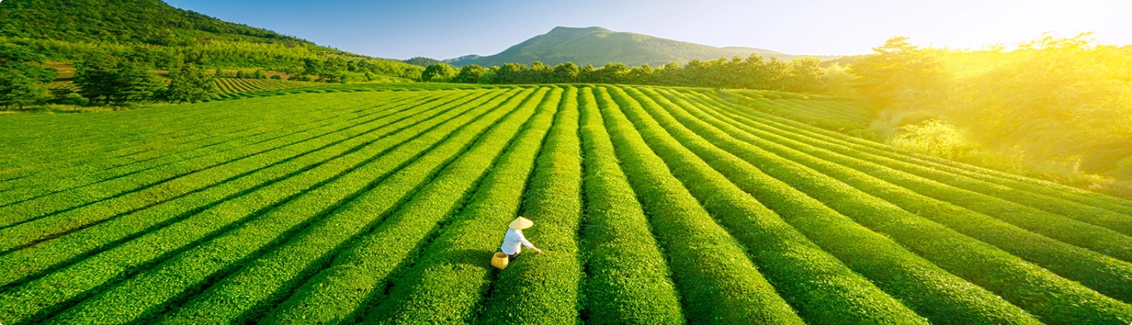 Vibrant tea plantation landscape under sunlight showcasing natural harmony