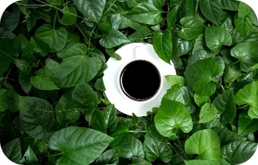 A white cup of coffee nestled among green leaves, highlighting natural origin.