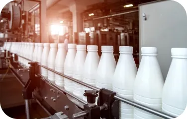 Rows of sealed milk bottles moving on a conveyor belt.