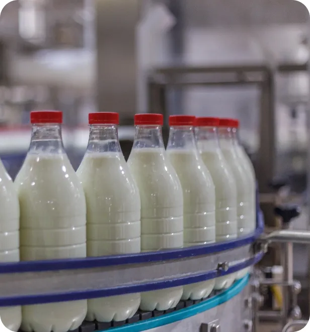 Milk bottles conveyor