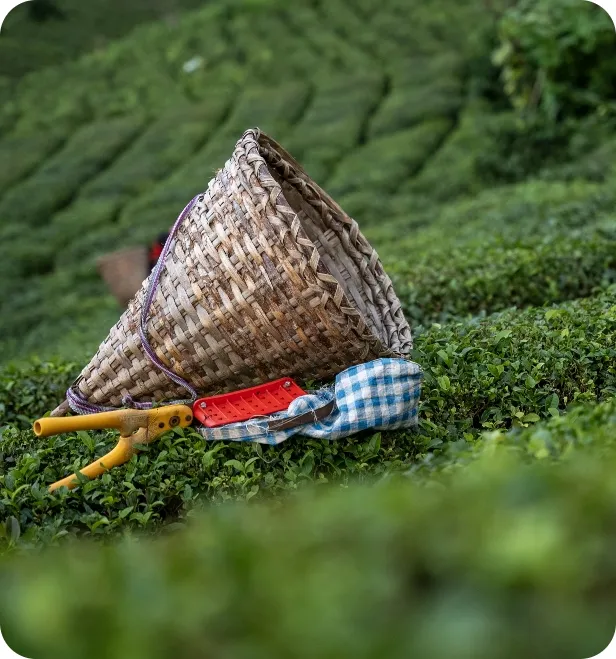 A woven basket rests among freshly picked tea plants in a lush plantation.
