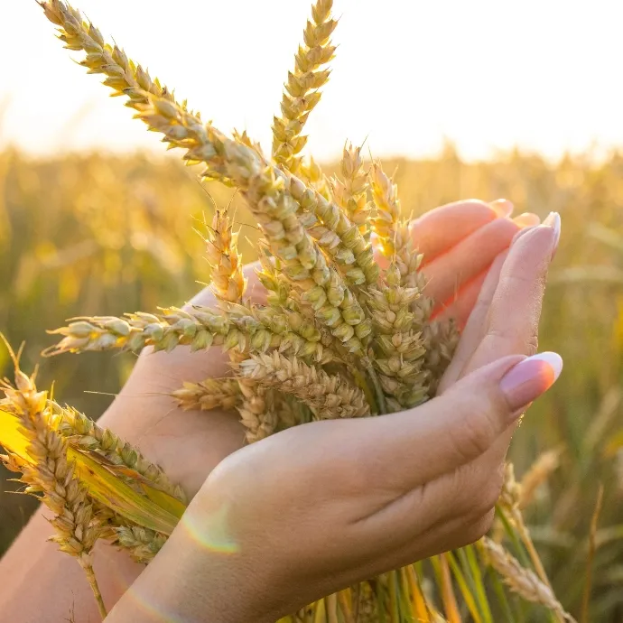 Golden wheat swaying gently in a sunlit field under a clear blue sky.