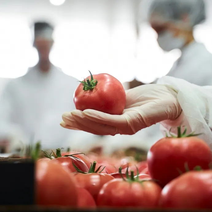 Worker inspecting fresh tomatoes in a food processing facility, representing quality control in the food supply chain