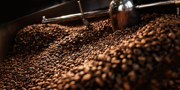 Green coffee beans being evaluated for a blending decision
