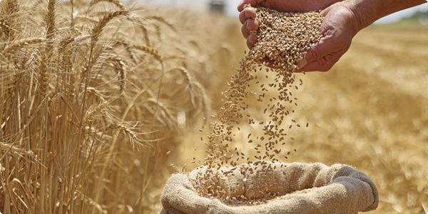 How a Leading Beer Manufacturer Strengthened Production & Capacity Planning with ICRON