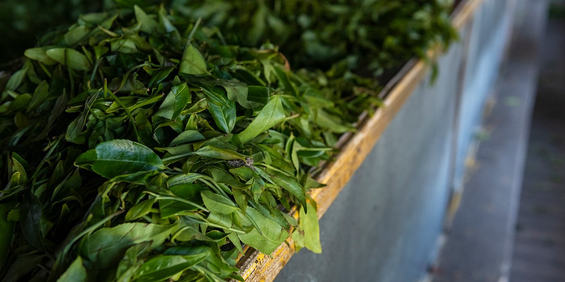 Tea leaves being evaluated for a blending decision