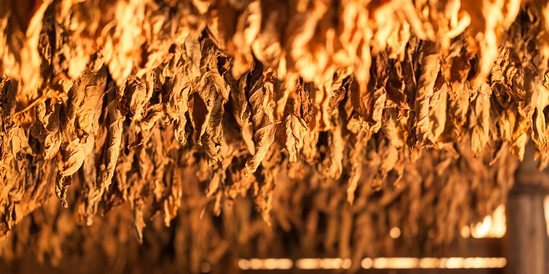 Cured leaf tobacco being evaluated for a blending decision